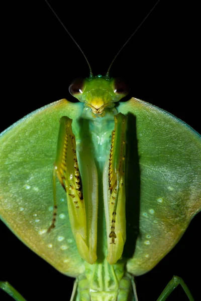 Choeradodis rhombicollis ou mantis com capuz — Fotografia de Stock