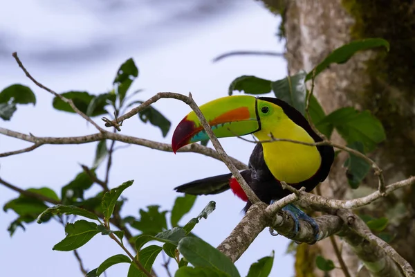 Καρίνα-τιμολογημένος toucan Ramphastos sulfuratus — Φωτογραφία Αρχείου