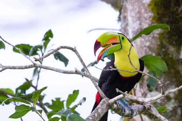 Szivárványcsőrű tukán Ramphastos sulfuratus — Stock Fotó