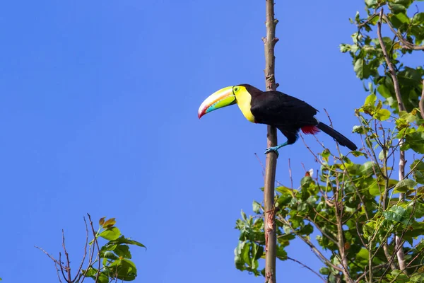 Zwavelborsttoekan Ramphastos sulfuratus — Stockfoto