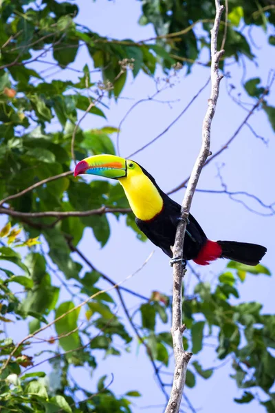 Rotschnabeltukan ramphastos sulfuratus — Stockfoto