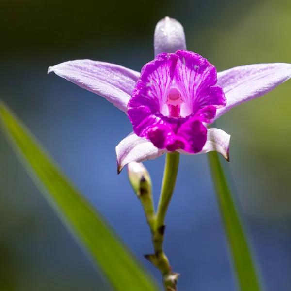Бамбуковая орхидея - Arundina graminifolia — стоковое фото