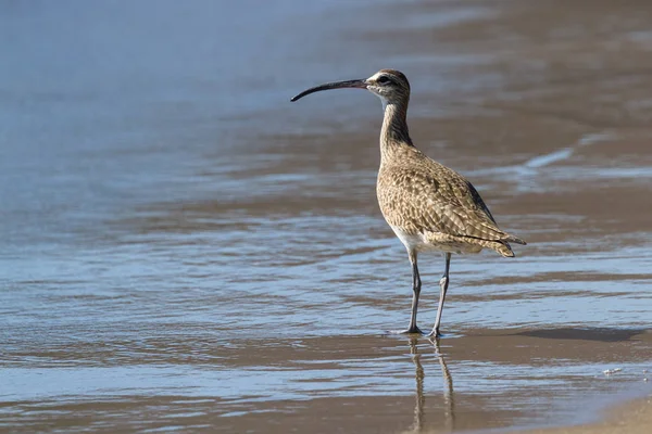 Uzun gagalı kocagöz - Numenius americanus
