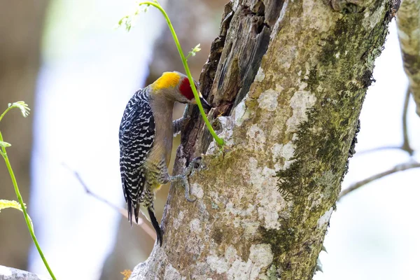 블랙 뺨 딱따구리 (melanerpes pucherani) — 스톡 사진