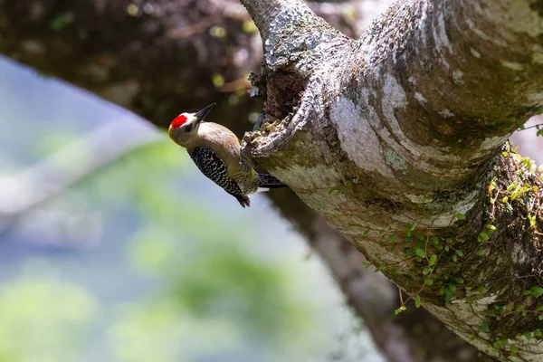 黑颊啄木鸟 (melanerpes pucherani) — 图库照片