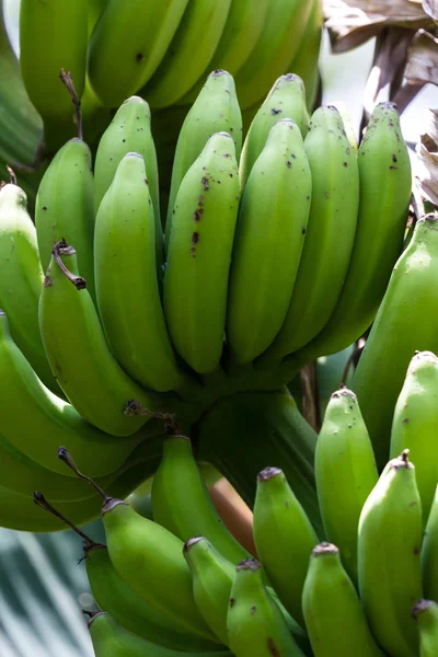 Bananen auf einer Pflanze — Stockfoto