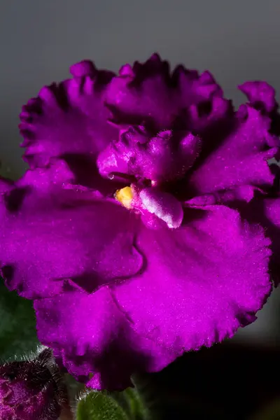 African violet üzerinde çift çiçek 