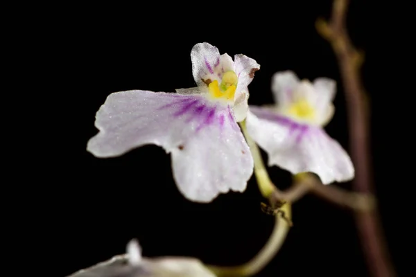 Orquídea blanca pequeña — Foto de Stock