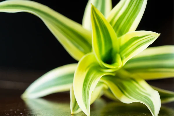 Vivida pianta tropicale — Foto Stock