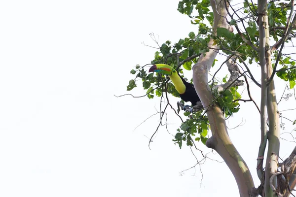 Rotschnabeltukan ramphastos sulfuratus — Stockfoto