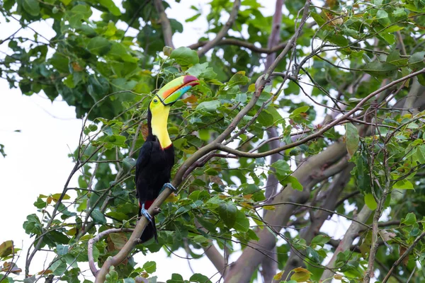 salma gagalı Tukan Ramphastos sulfuratus 