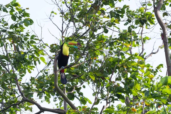 salma gagalı Tukan Ramphastos sulfuratus 