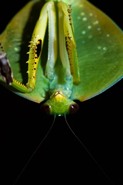 Choeradodis rhombicollis o mantis con capucha — Foto de Stock