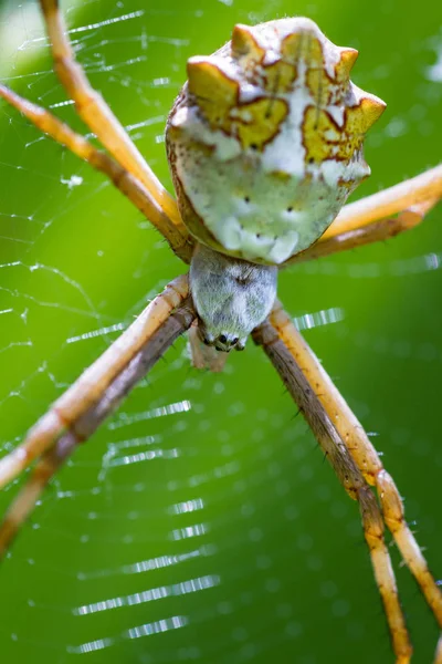 Large tropical spider — Stock Photo, Image