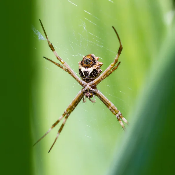 Большой тропический паук — стоковое фото