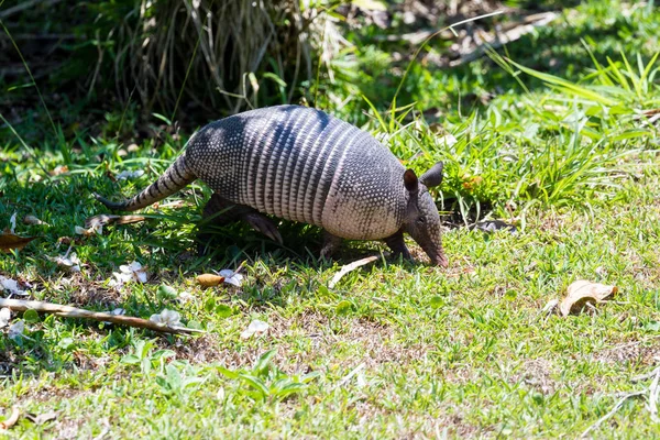 Devět – pruhované pásovec-(Dasypus novemcinctus) — Stock fotografie