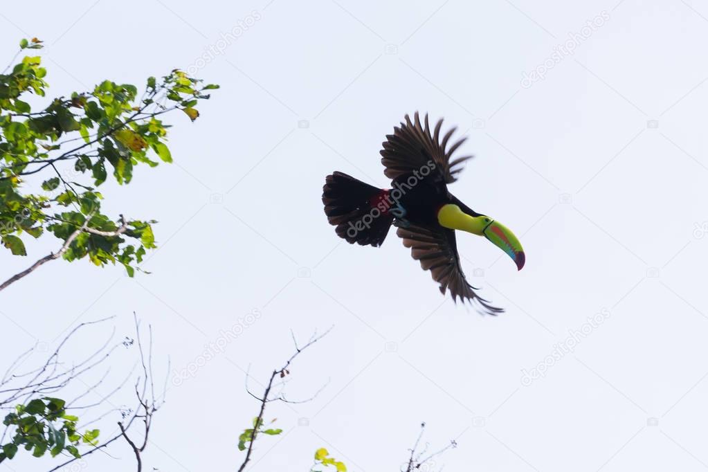 keel-billed toucan Ramphastos sulfuratus 