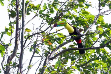 salma gagalı Tukan Ramphastos sulfuratus 