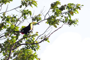 salma gagalı Tukan Ramphastos sulfuratus 