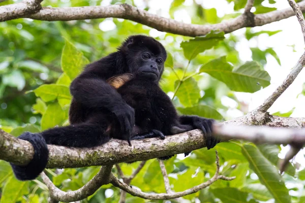 Macaco howler em Costa Rica — Fotografia de Stock
