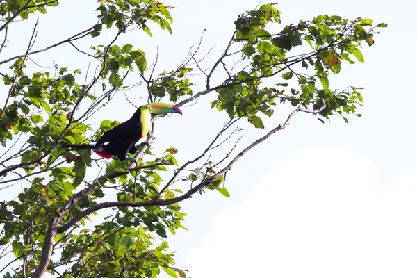 Rotschnabeltukan ramphastos sulfuratus — Stockfoto