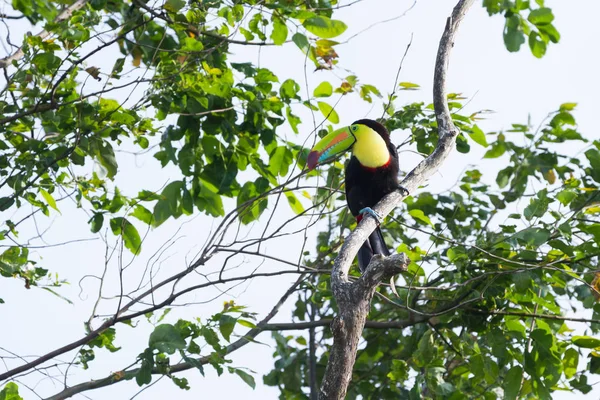 Zwavelborsttoekan Ramphastos sulfuratus — Stockfoto