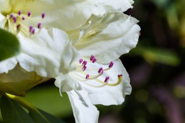 white rhododendron close up 