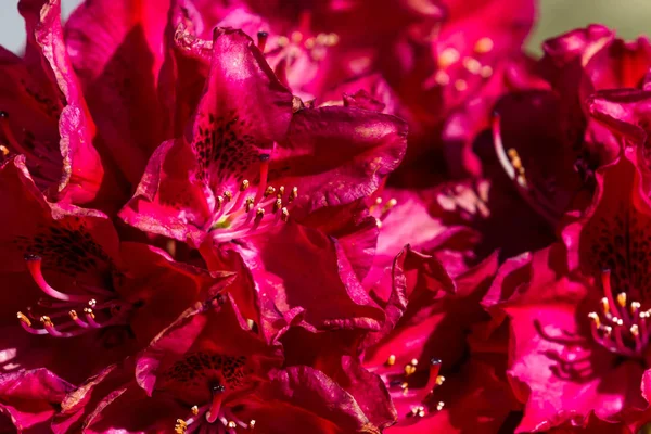 Червоний рододендрон крупним планом — стокове фото