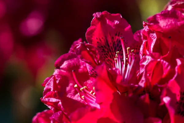 Roter Rhododendron aus nächster Nähe — Stockfoto