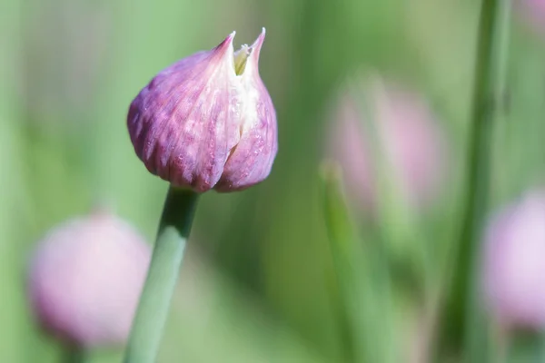 Fiori di erba cipollina in giardino — Foto Stock