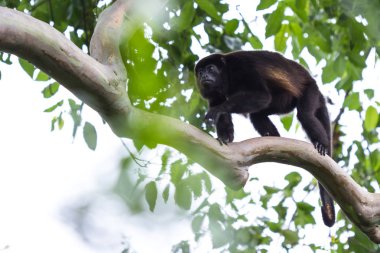 Kosta Rika 'daki Howler Maymunu 