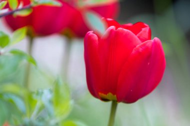 Kırmızı lale. Yakın çekim. 