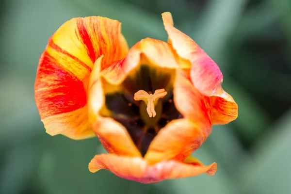 Tulip close up — Stock Photo, Image