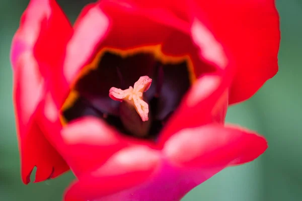 Tulipan z bliska — Zdjęcie stockowe