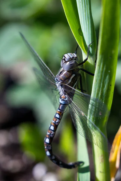 Libélula en el jardín — Foto de Stock