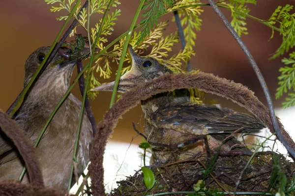 Yiguirro - Tonfarbener Drossel — Stockfoto