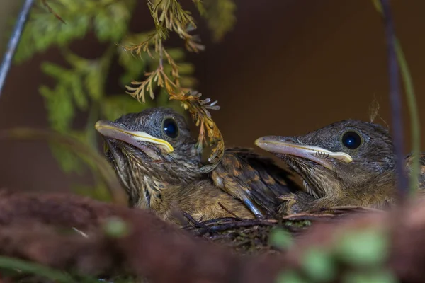 Yiguirro - Tonfarbener Drossel — Stockfoto