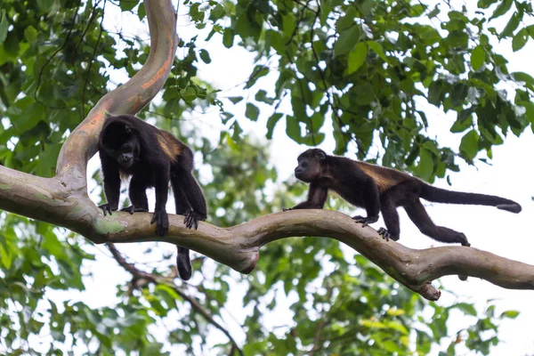 Monkeys Howler w Kostaryce w Kostaryce — Zdjęcie stockowe