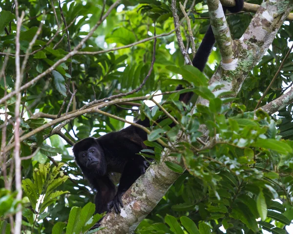 Howler Monkey in Costa Rica — Stock Photo, Image