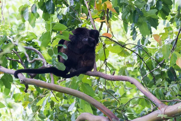 Monos aulladores en Costa Rica — Foto de Stock