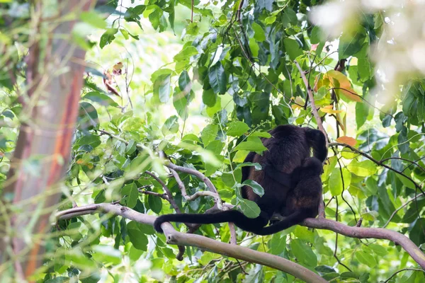 Monkeys Howler w Kostaryce — Zdjęcie stockowe