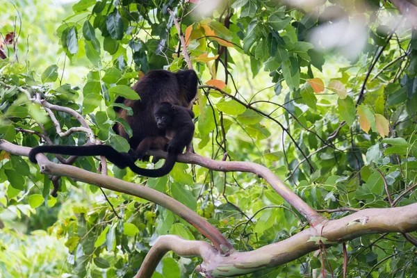 Howler Monkeys in Costa Rica — Stock Photo, Image