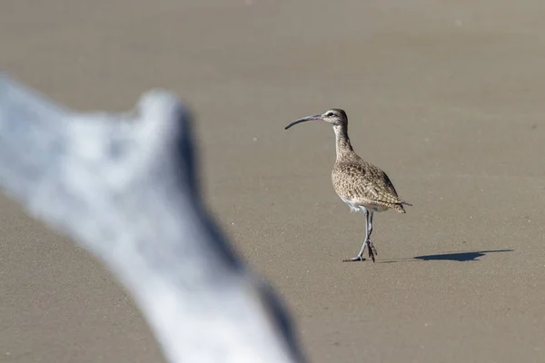 El rizado de pico largo Numenius americanus —  Fotos de Stock