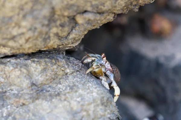 Granchio eremita in Costa Rica — Foto Stock