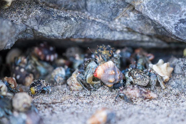 Hermit Krabben in Costa Rica — Stockfoto