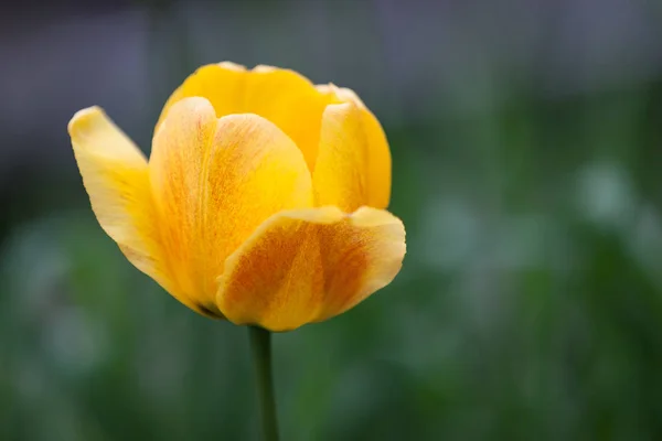 Tulipano da vicino — Foto Stock