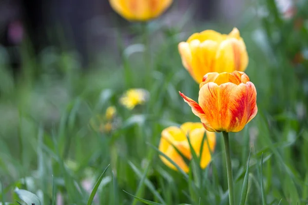 Tulip close up — Stock Photo, Image