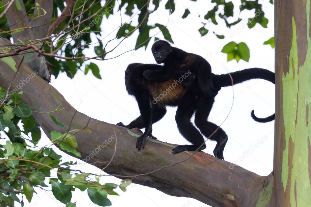 Howler Monkeys in Costa Rica 
