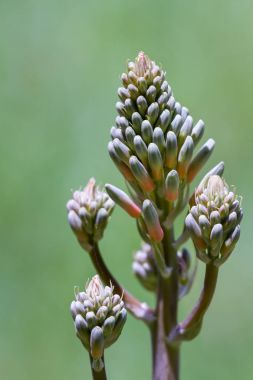 Aloe bloom yakın çekim