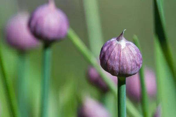 Fiori di erba cipollina in giardino — Foto Stock